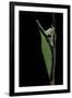 Graphium Stratocles (Swallowtail Butterfly) - Pupa-Paul Starosta-Framed Photographic Print