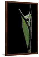 Graphium Stratocles (Swallowtail Butterfly) - Pupa-Paul Starosta-Framed Photographic Print