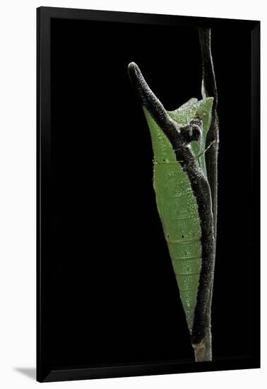 Graphium Stratocles (Swallowtail Butterfly) - Pupa-Paul Starosta-Framed Photographic Print