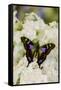 Graphium weiski, purple Spotted Swallowtail resting on White Phlox-Darrell Gulin-Framed Stretched Canvas