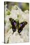 Graphium weiski, purple Spotted Swallowtail resting on White Phlox-Darrell Gulin-Stretched Canvas