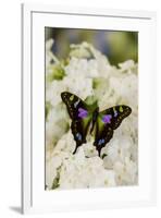Graphium weiski, purple Spotted Swallowtail resting on White Phlox-Darrell Gulin-Framed Photographic Print