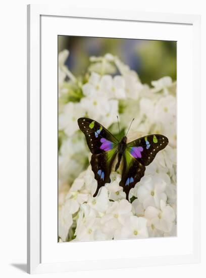 Graphium weiski, purple Spotted Swallowtail resting on White Phlox-Darrell Gulin-Framed Photographic Print