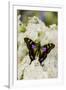 Graphium weiski, purple Spotted Swallowtail resting on White Phlox-Darrell Gulin-Framed Photographic Print