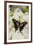 Graphium weiski, purple Spotted Swallowtail resting on White Phlox-Darrell Gulin-Framed Photographic Print