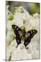 Graphium weiski, purple Spotted Swallowtail resting on White Phlox-Darrell Gulin-Mounted Photographic Print