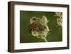 Graphosoma Lineatum (Striped Shield Bug ) - Mating-Paul Starosta-Framed Photographic Print