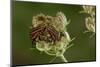 Graphosoma Lineatum (Striped Shield Bug ) - Mating-Paul Starosta-Mounted Photographic Print