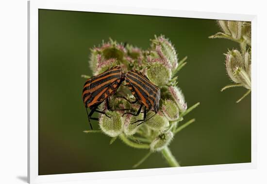 Graphosoma Lineatum (Striped Shield Bug ) - Mating-Paul Starosta-Framed Photographic Print