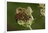 Graphosoma Lineatum (Striped Shield Bug ) - Mating-Paul Starosta-Framed Photographic Print