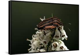 Graphosoma Lineatum (Striped Shield Bug )-Paul Starosta-Framed Stretched Canvas