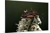 Graphosoma Lineatum (Striped Shield Bug )-Paul Starosta-Stretched Canvas