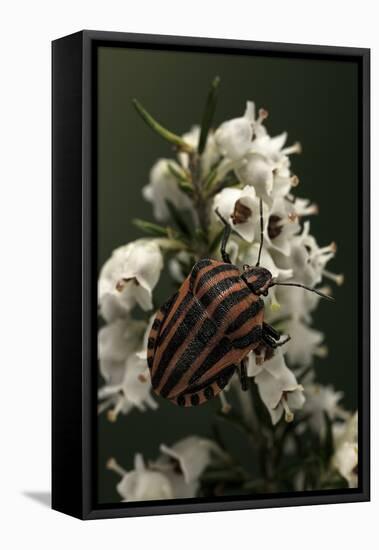 Graphosoma Lineatum (Striped Shield Bug )-Paul Starosta-Framed Stretched Canvas