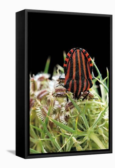 Graphosoma Lineatum (Striped Shield Bug )-Paul Starosta-Framed Stretched Canvas