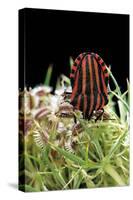 Graphosoma Lineatum (Striped Shield Bug )-Paul Starosta-Stretched Canvas