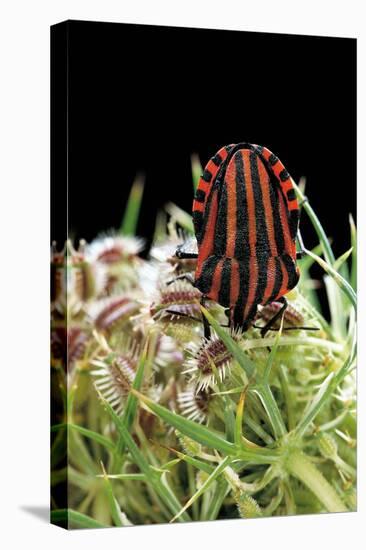 Graphosoma Lineatum (Striped Shield Bug )-Paul Starosta-Stretched Canvas