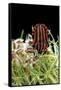 Graphosoma Lineatum (Striped Shield Bug )-Paul Starosta-Framed Stretched Canvas