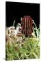 Graphosoma Lineatum (Striped Shield Bug )-Paul Starosta-Stretched Canvas