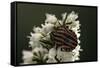 Graphosoma Lineatum (Striped Shield Bug )-Paul Starosta-Framed Stretched Canvas