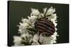 Graphosoma Lineatum (Striped Shield Bug )-Paul Starosta-Stretched Canvas