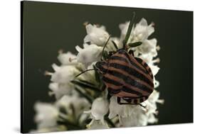 Graphosoma Lineatum (Striped Shield Bug )-Paul Starosta-Stretched Canvas