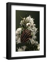 Graphosoma Lineatum (Striped Shield Bug )-Paul Starosta-Framed Photographic Print