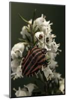 Graphosoma Lineatum (Striped Shield Bug )-Paul Starosta-Mounted Photographic Print