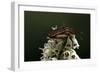 Graphosoma Lineatum (Striped Shield Bug )-Paul Starosta-Framed Photographic Print