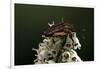 Graphosoma Lineatum (Striped Shield Bug )-Paul Starosta-Framed Photographic Print