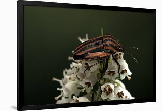 Graphosoma Lineatum (Striped Shield Bug )-Paul Starosta-Framed Photographic Print