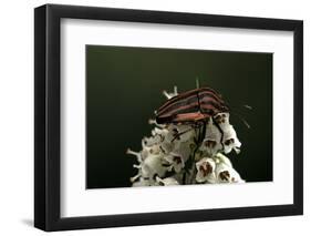 Graphosoma Lineatum (Striped Shield Bug )-Paul Starosta-Framed Photographic Print