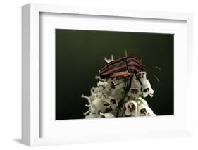 Graphosoma Lineatum (Striped Shield Bug )-Paul Starosta-Framed Photographic Print