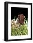 Graphosoma Lineatum (Striped Shield Bug )-Paul Starosta-Framed Photographic Print