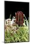 Graphosoma Lineatum (Striped Shield Bug )-Paul Starosta-Mounted Photographic Print