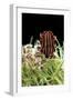Graphosoma Lineatum (Striped Shield Bug )-Paul Starosta-Framed Photographic Print