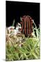 Graphosoma Lineatum (Striped Shield Bug )-Paul Starosta-Mounted Photographic Print