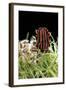 Graphosoma Lineatum (Striped Shield Bug )-Paul Starosta-Framed Photographic Print