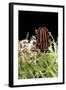 Graphosoma Lineatum (Striped Shield Bug )-Paul Starosta-Framed Photographic Print