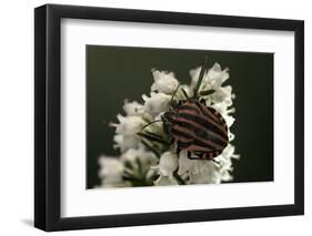 Graphosoma Lineatum (Striped Shield Bug )-Paul Starosta-Framed Photographic Print