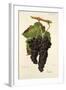 Grappu Grape-J. Troncy-Framed Giclee Print