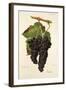 Grappu Grape-J. Troncy-Framed Giclee Print