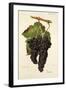 Grappu Grape-J. Troncy-Framed Giclee Print