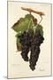 Grappu Grape-J. Troncy-Mounted Giclee Print