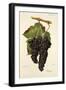 Grappu Grape-J. Troncy-Framed Giclee Print