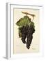 Grappu Grape-J. Troncy-Framed Giclee Print