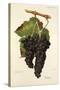 Grappu Grape-J. Troncy-Stretched Canvas