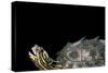 Graptemys Nigrinoda (Black-Knobbed Map Turtle)-Paul Starosta-Stretched Canvas