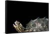Graptemys Nigrinoda (Black-Knobbed Map Turtle)-Paul Starosta-Framed Stretched Canvas