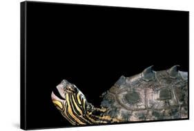 Graptemys Nigrinoda (Black-Knobbed Map Turtle)-Paul Starosta-Framed Stretched Canvas