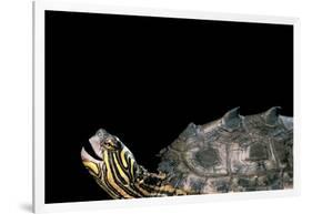 Graptemys Nigrinoda (Black-Knobbed Map Turtle)-Paul Starosta-Framed Photographic Print